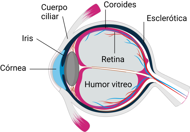  Imagen creada a partir de: Epidemiology of uveitis. Denis Wakefield, John H Chang. Int Ophthalmol Clin. 2005 Spring;45(2):1-13.